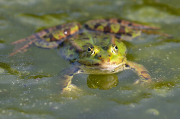 Portrait of an edible frog at the botanical garden in Kassel
