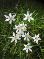 White wild flowers. Forest anemone