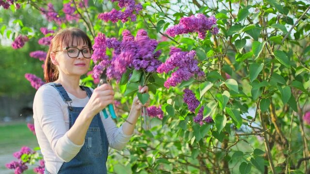 Woman gardener pruning lilac branches with secateurs