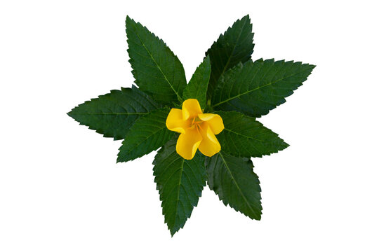 Top view of yellow flower of Damiana or Turnera Diffusa bloom in the garden isolated on white background included clipping path.