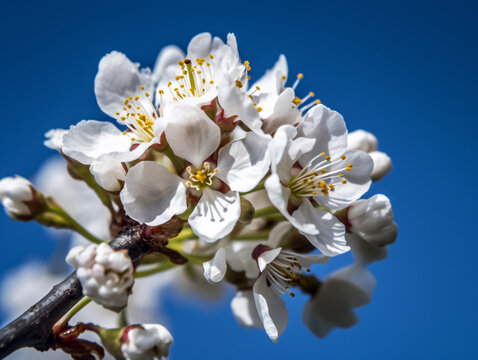 Cherry Blossom Branch in Full Bloom Against Clear Blue Sky - High-Resolution Stock Photo for Marketing and Website Backgrounds (Generative AI)