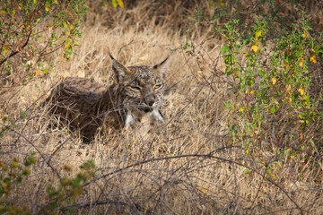 Lince 01