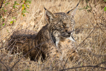 Lince 02
