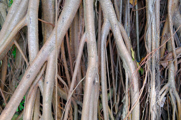 tree trunk with roots, close up of a trunk, tree trunk in the forest, tree roots
