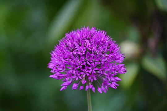 Allium giganteum, common name giant onion, is an Asian species of onion, native to central and southwestern Asia but cultivated in many countries as a flowering garden plant. Hanover, Germany.