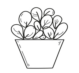  house plant on pot. Hand drawn doodle outline vector illustration.
