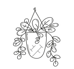 Climbing plants in a hanging planter. Hand drawn doodle outline vector illustration.