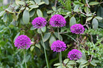 Allium giganteum, common name giant onion, is an Asian species of onion, native to central and southwestern Asia but cultivated in many countries as a flowering garden plant. Hanover, Germany.