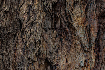 bark of a tree