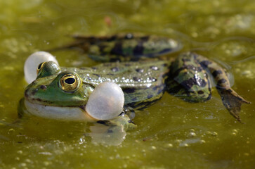 Portrait of a singing edible frog, showing his vocal sacs
