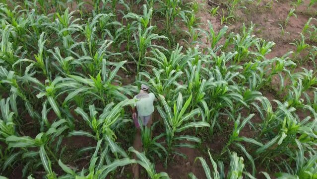 AGRICULTOR NA PLANTA&Ccedil;&Atilde;O, NORDESTINO, AGRICULTOR, LAVRADOR, HOMEM DO CAMPO, FILHO DO SERT&Atilde;O, RO&Ccedil;ADO, PLANTA&Ccedil;&Atilde;O, AGRICULTOR, AGRICULTOR COM ENXADA, RAGRICULTOR NO RO&Ccedil;ADO