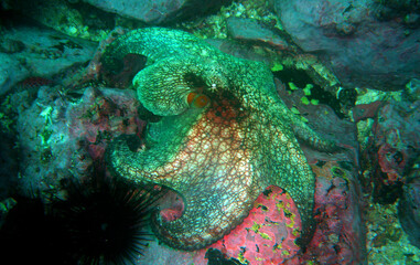 an octopus on an island in the pacific ocean