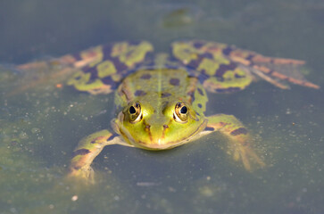 Portrait of an edible frog at the botanical garden in Kassel