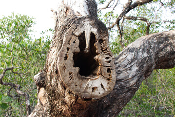 This tree had been cut down a long time ago, and inside the trunk was a hollow shaped like a rabbit's head.