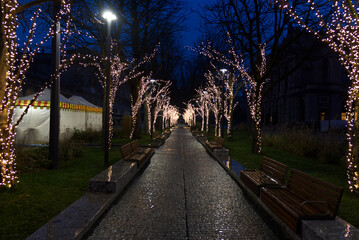 a tree-lined and paved avenue with romantic lighting