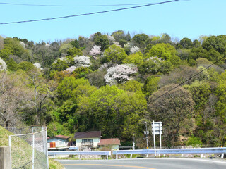 道路から見える山の桜。
日本の春の風景。
春のドライブとその景色。