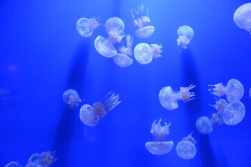 A view of a beautiful aquarium