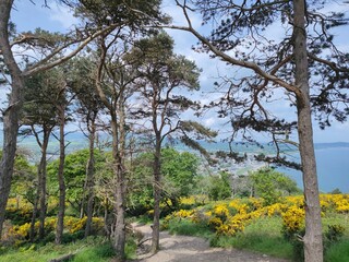 Kiefern und Stechginster in Irland