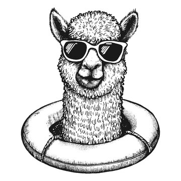 cool llama wearing sunglasses in the swimming ring sketch, summer alpaca 