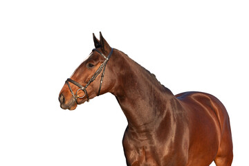 Obraz premium horse isolated on white