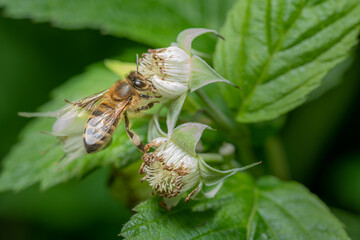Biene auf Himbeerblüte © Christian