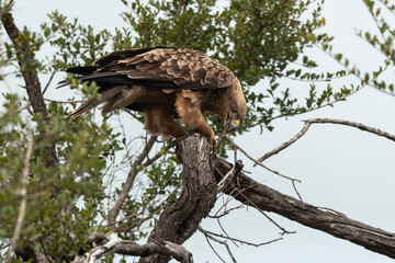 Aigle ravisseur,.Aquila rapax, Tawny Eagle