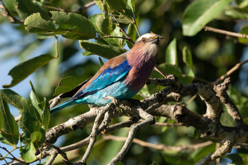 Rollier à longs brins,. Coracias caudatus, Lilac breasted Roller
