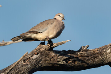 Tourterelle turque,.Streptopelia decaocto,  Eurasian Collared Dove