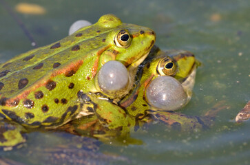 Edible frogs are making love, botanical garden, Kassel