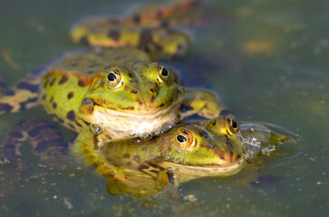 Edible frogs are making love, botanical garden, Kassel