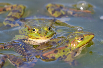 An edible frog is lookong for love at the botanical garden in Kassel