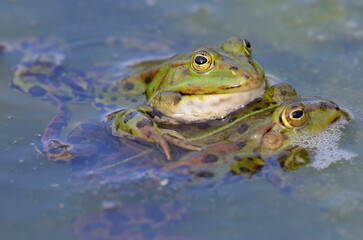Edible frogs are making love, botanical garden, Kassel