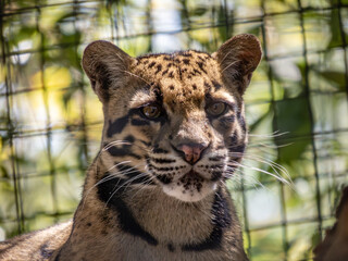 clouded leopard