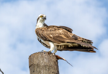 Eagle