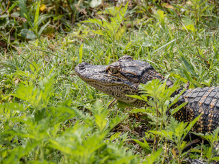 alligator in the grass