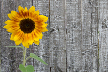 Sunflower against a weathered fence copy space