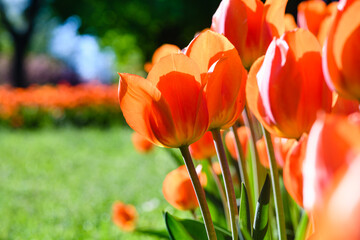 Fototapeta premium Flowerbed with red tulips in the park.