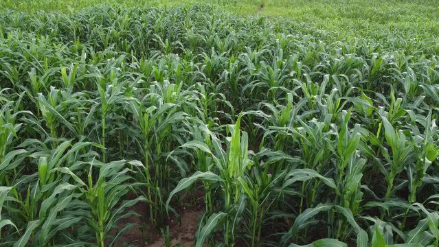 AGRICULTOR NA PLANTA&Ccedil;&Atilde;O, NORDESTINO, AGRICULTOR, LAVRADOR, HOMEM DO CAMPO, FILHO DO SERT&Atilde;O, RO&Ccedil;ADO, PLANTA&Ccedil;&Atilde;O, AGRICULTOR, AGRICULTOR COM ENXADA, RAGRICULTOR NO RO&Ccedil;ADO