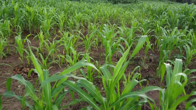 AGRICULTOR NA PLANTA&Ccedil;&Atilde;O, NORDESTINO, AGRICULTOR, LAVRADOR, HOMEM DO CAMPO, FILHO DO SERT&Atilde;O, RO&Ccedil;ADO, PLANTA&Ccedil;&Atilde;O, AGRICULTOR, AGRICULTOR COM ENXADA, RAGRICULTOR NO RO&Ccedil;ADO