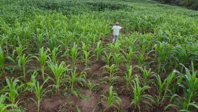 AGRICULTOR NA PLANTA&Ccedil;&Atilde;O, NORDESTINO, AGRICULTOR, LAVRADOR, HOMEM DO CAMPO, FILHO DO SERT&Atilde;O, RO&Ccedil;ADO, PLANTA&Ccedil;&Atilde;O, AGRICULTOR, AGRICULTOR COM ENXADA, RAGRICULTOR NO RO&Ccedil;ADO