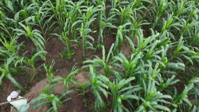 AGRICULTOR NA PLANTA&Ccedil;&Atilde;O, NORDESTINO, AGRICULTOR, LAVRADOR, HOMEM DO CAMPO, FILHO DO SERT&Atilde;O, RO&Ccedil;ADO, PLANTA&Ccedil;&Atilde;O, AGRICULTOR, AGRICULTOR COM ENXADA, RAGRICULTOR NO RO&Ccedil;ADO
