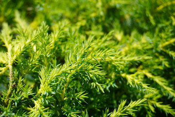 green grass background