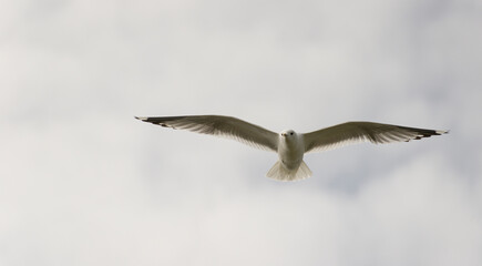 Möwe auf Femarn