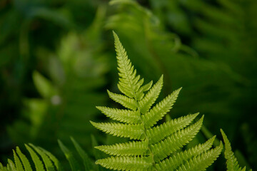 Fern leaf in the forest