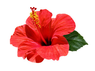 bright red hibiscus flower isolated