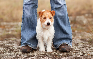 Obedient cute small dog waiting between her owner's legs. Puppy training. Dog travelling or hiking.