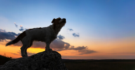 Silhouette of a howling dog on a rock in the sunset on blue sky background. Web banner with copy space. Dog travelling or hiking.