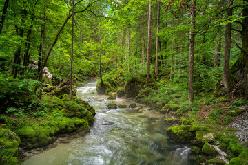 Waldbach im Laubwald