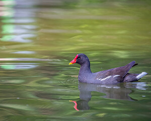 A Eurasian Waterhen swimming