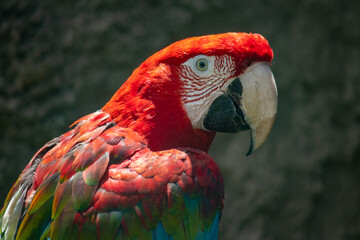Details and close shoots of gorgeous multicolored macaw as bird fauna © Miros